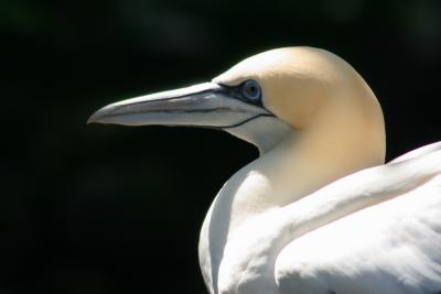 Artis Zoo