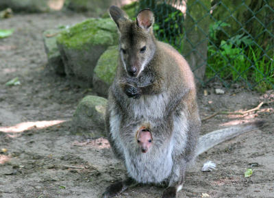 Kangaroo + Baby