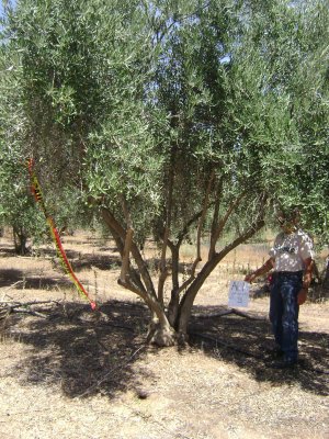 Manz Olive Trees