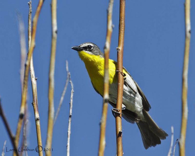 Yellow-breasted Chat