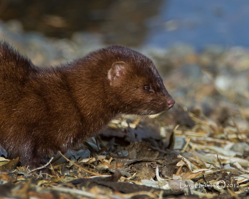 Mink