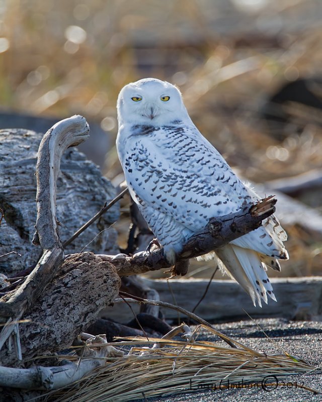 Snowy Owl