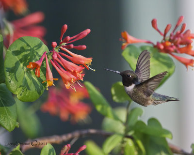 Black-chinned Hummingbird