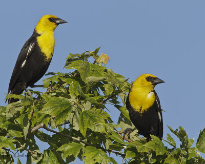 Yellow-headed-Blackbirds