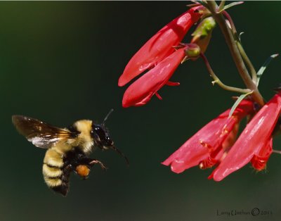 Bumblebee in flight