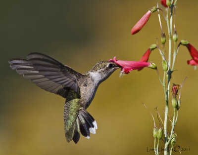 Black-chinned Hummingbird