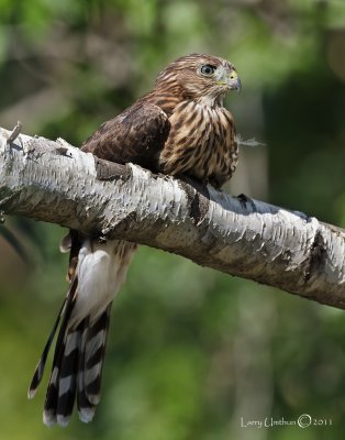Cooper's Hawk  (Juvenile)