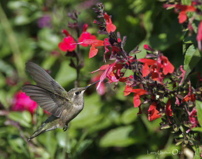 Calliope Hummingbird (Female)