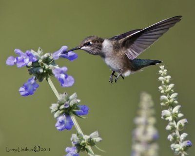 Black-chinned Hummingbird