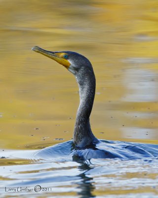 Double-crested Cormorant