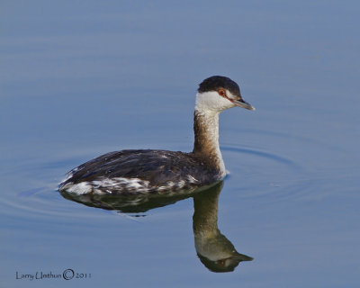 Horned Grebe