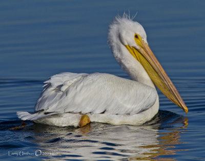 American White Pelican