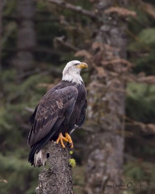 Bald Eagle