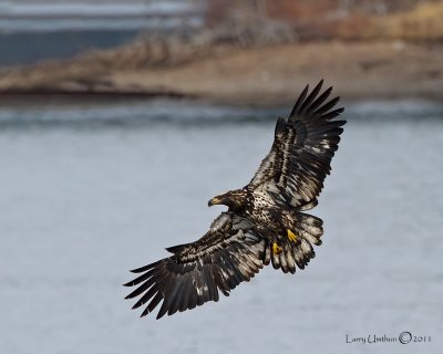Bald Eagle  (Juvenile)