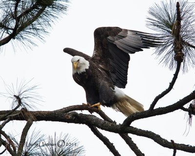 Bald Eagle