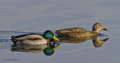 Mallards