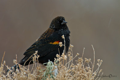 Red-winged Blackbird