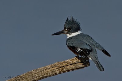 Belted Kingfisher (Female)