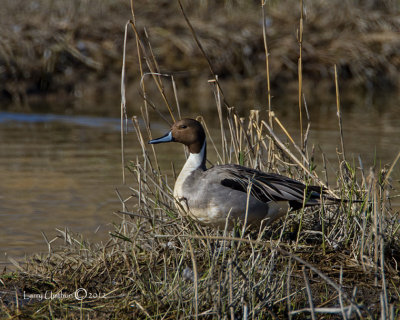 Northern Pintail