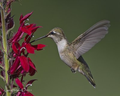 Black-chinned Hummingbird