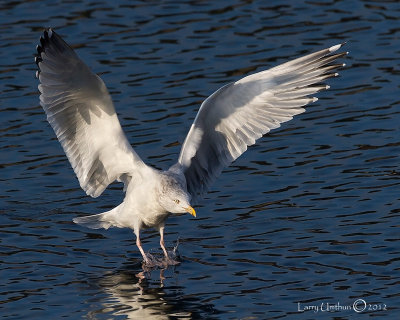 Herring Gull