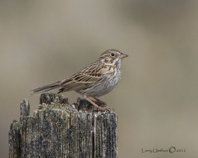 Vesper Sparrow