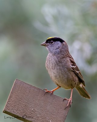 Golden-crowned Sparrow