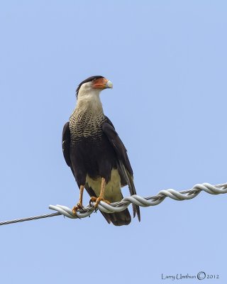 Crested Caracara