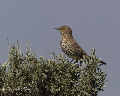 Sage Thrasher