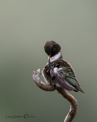 Black-chinned Hummingbird