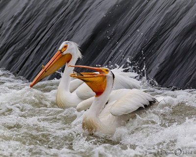 American White Pelican Fishing