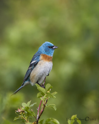 Lazuli Bunting