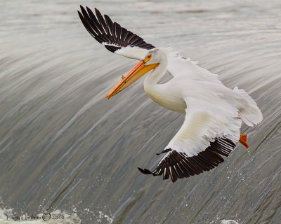 American White Pelican