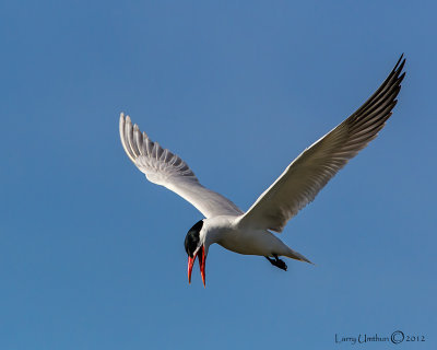 Caspian Tern