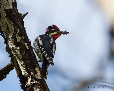 Red-naped Sapsucker