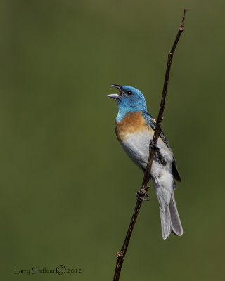 Lazuli Bunting