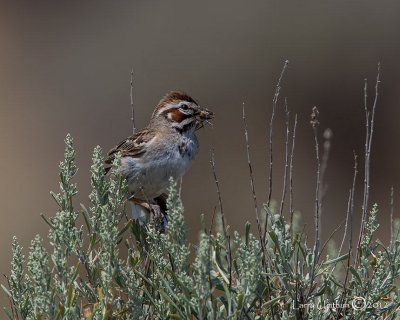 Lark Sparrow