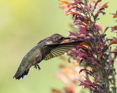 Black-chinned Hummingbird