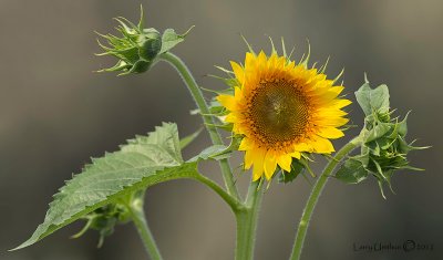 Backyard Sunflower