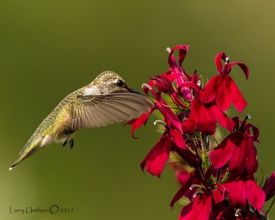 Black-chinned Hummingbird