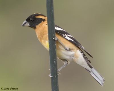 Black-headed Grosbeak