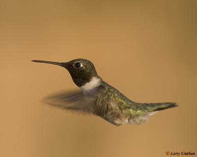 Black-chinned Hummingbird