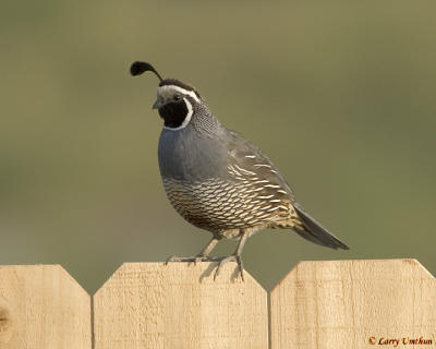 California Quail