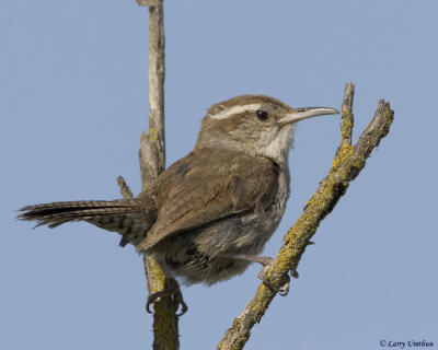 Bewick's Wren