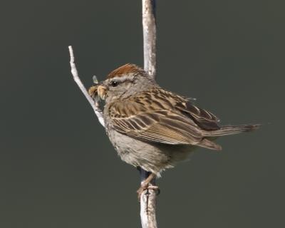 Chipping Sparrow