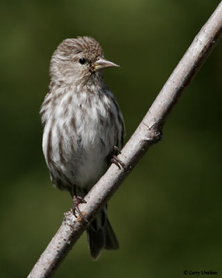 Pine Siskin