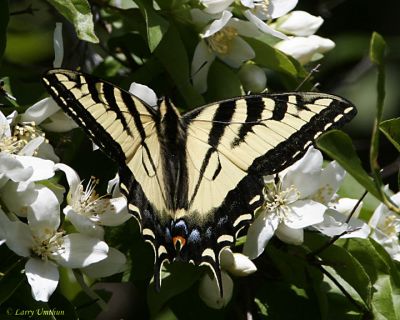 Western Tiger Swallowtail