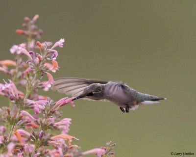 Black-chinned Hummingbird