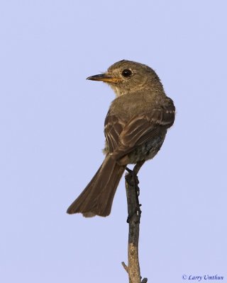 Western Wood-Pewee