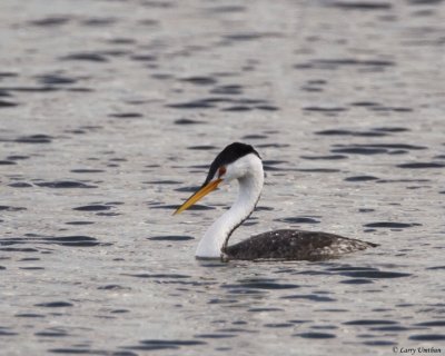 Clark's Grebe